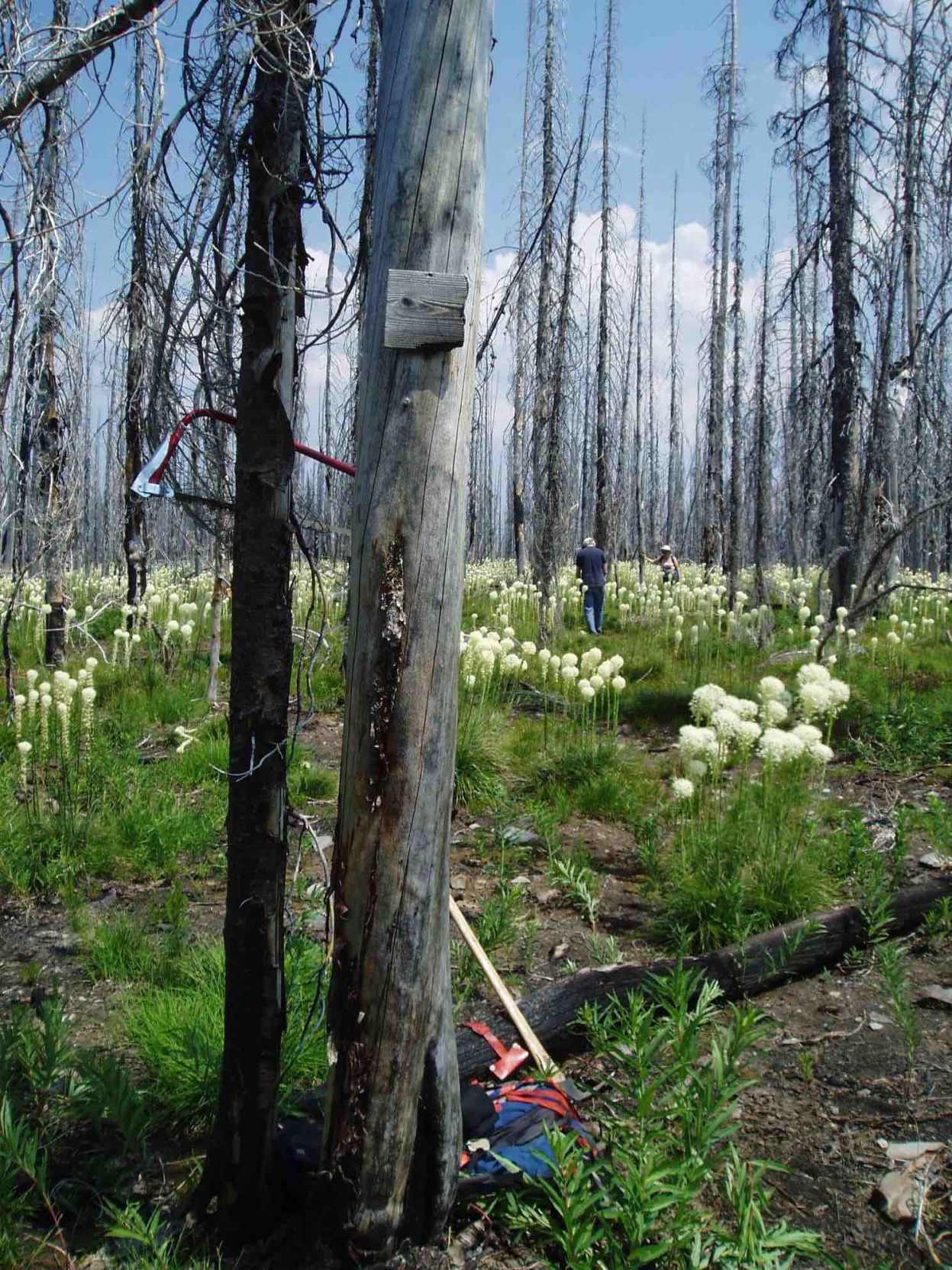 USFS preserves Southern Nez Perce Trail 1